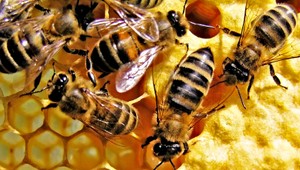 Chcú postrekovať polia chemikáliami, včelári bijú na poplach