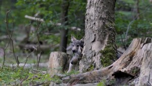 VIDEO: Veľká vzácnosť v slovenských pohoriach. V Javorníkoch pribudla vlčia rodina