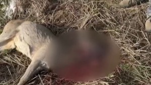 Nechutná zábavka: Na srnca mal niekto strieľať z auta