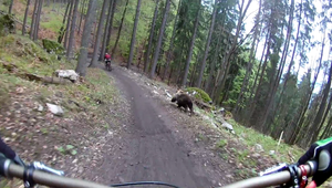 VIDEO: Medveď naháňal cyklistov, zachytila to kamera
