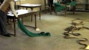 Nahnevaný muž vypustil na úrade jedovaté hady