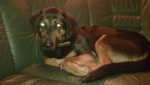 Ohňostroje vystrašili Nera, pomôžte ho nájsť...