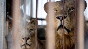 Utrpenie zvierat vo vojne, Izrael trafil slávnu ZOO v Gaze