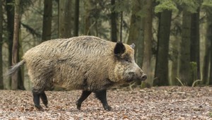 VIDEO: V Dolnom Kubíne vystrájal na námestí diviak