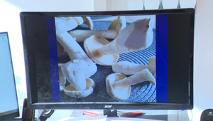 Sezóna húb je v plnom prúde a prináša riziká. Slovensko eviduje desiatky otrávených osôb