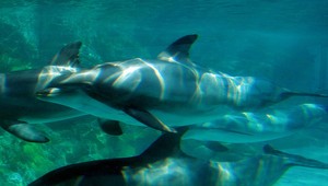 VIDEO. Delfíny majú city, snažili sa zachrániť umierajúceho