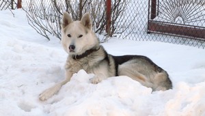 V Príbovciach pri Martine sa stratil Goro