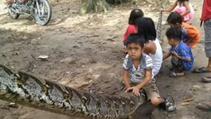 Muž zabil sedemmetrového pytóna, ktorý blokoval premávku na ceste