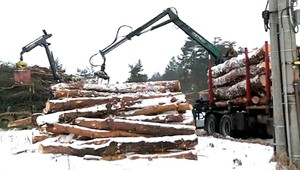 Výrub stromov nad mestom je podozrivý, tvrdia miestni