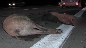 Krvavá kolízia pri Závadke: Vodič zmasakroval na ceste päť diviakov