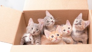 Muž chcel cez hranice prepašovať mačiatka. Napchal si ich do rozkroku