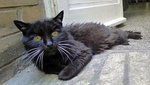 Polícia vrátila majiteľovi kocúra, ktorý sa mu stratil pred 18 rokmi