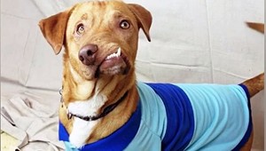 FOTOGALÉRIA: Psík s deformovanou čeľusťou je hitom internetu, chcú ho tisíce ľudí
