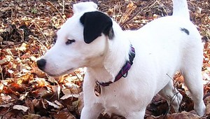 Nevideli ste Foresta? Jack Russel teriér sa stratil v Kuchyni