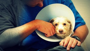 Tisícky týraných a nechcených zvierat skončilo v útulku. Pomôcť by mala kampaň Stop krutosti