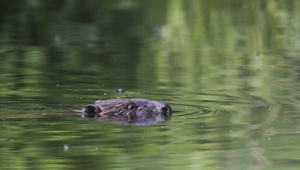 Tatranský bobor musí zmeniť adresu, jeho exkrementy ohrozujú vodu