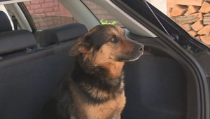 Cestujete na dovolenky aj so svojim štvornohým miláčikom? Ak áno, mali by ste spozornieť