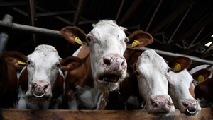 Po zasadnutí krízového štábu: Slovensko nemá podozrenie na ďalšie rozšírenie slintačky