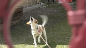 Bitka psov skončila zásahom polície. Jeden z majiteľov sa mal vyhrážať sekerou