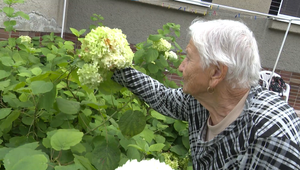 Pani Anna má mimoriadne vzácnu záhradu. Jej hortenzia má viac ako polstoročie
