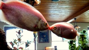 VIDEO: To je láska. Takto sa bozkáva zamilovaný párik