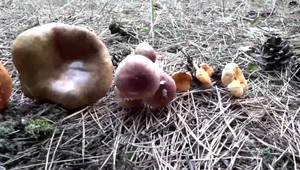 VIDEO: Vynikajúca hubárska sezóna prináša aj nástrahy. Pozor na tieto jedovaté huby