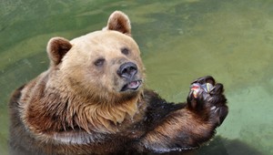 Problém menom medvede: Spôsobujú ťažkosti cestovnému ruchu, stali sa aj politickou témou