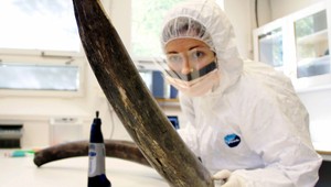 Vedci sa blížia k oživeniu mamutov, rozlúštili ich DNA