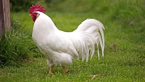 Škodlivé poľské mäso! Kontrolóri museli opäť zasahovať