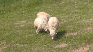 Pri Liptovskom Mikuláši zaútočil medveď na psa a roztrhal ovcu