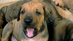 Tomáš (14) vyhodil psa z okna, potom sa chcel otráviť