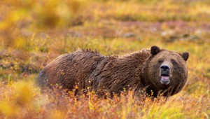 Problém s medveďmi v Tatrách chce minister vyriešiť. Od jesene by mal problematické medvede strieľať medvedí zásahový tím