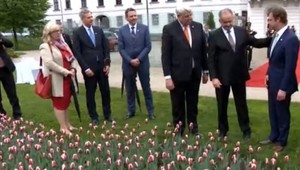 Na Slovensku vyšľachtili špeciálne tulipány, nájdete ich v Bratislave