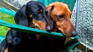 V okolí Demänovskej doliny sa stratili dvaja čistokrvní jazvečíci