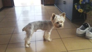 V Siladiciach sa stratil Deny, nevideli ste ho?