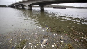 Mŕtve prasatá v rieke. Ich počet stúpol na 6 600