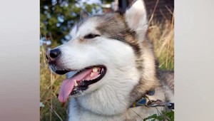 Zo psa ostala len koža. Zlodeji už poznajú svoj trest