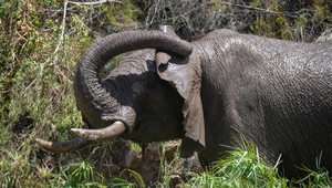Starý otec zachraňoval vnúčatá pred slonom. Ten ho udupal na smrť