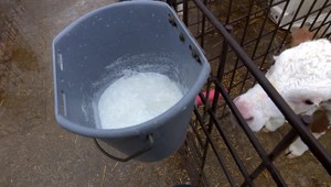 Vypili by ste surové mlieko? Podľa odborníkov je to dosť nebezpečný nápoj