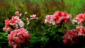 SERVISNÁ TÉMA. Takto si správne zazimujete rastliny