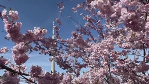 Skoré kvitnutie a letné horúčavy: Príroda v apríli zaznamenáva historické rekordy