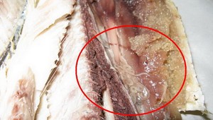 Nórske slede sťahujú z distribúcie! Obsahujú nebezpečného parazita