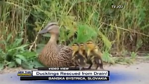 Kačičky z Banskej Bystrice sú hitom internetu. Dostali sa do americkej CBS