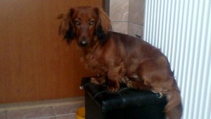 Nevideli ste Bobina? Odmena vás neminie