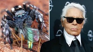 Vedci pomenovali nový druh pavúka po Karlovi Lagerfeldovi: Je mu vraj podobný