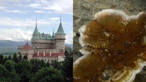 Bojnický zámok rozožiera agresívna huba. Časť podlahy museli vytrhať a spáliť