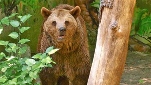 Farmár ani po nedávnom pohryzení nemá pokoj. Opäť sa stretol s medveďom