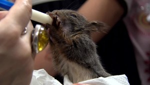 Vypadli z hniezda a mama ich nevzala späť. Veveričie bábätká vám zlomia srdce