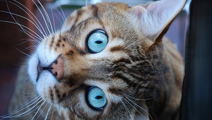 Majiteľ poštval na kocúra psa! Mal ho roztrhať...