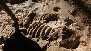 Objavili nový druh dinosaura